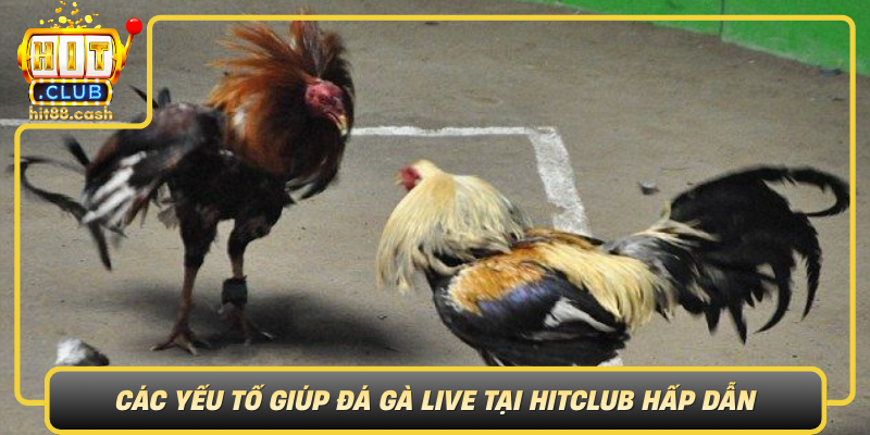 Cac Yeu To Giup Da Ga Live Tai Hitclub Hap Dan