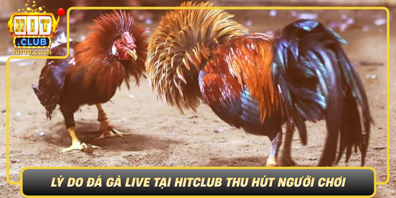 Ly Do Da Ga Live Tai Hitclub Thu Hut Nguoi Choi