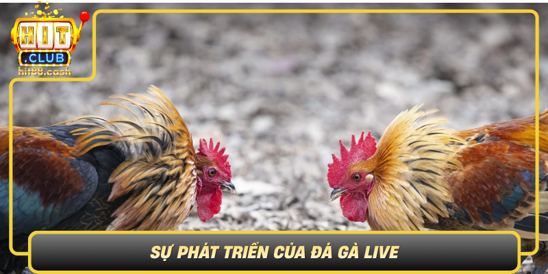 Su Phat Trien Cua Da Ga Live Tu Truyen Thong Den Hien Dai
